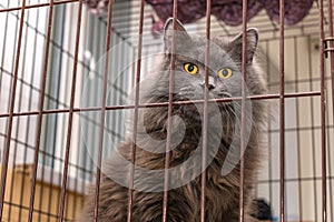 A large fluffy and beautiful cat with a wild look sits locked in a cage