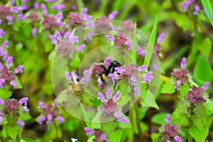 Large fluffy bumblebee closeup