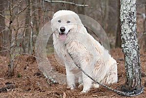 Large fluffy furry white Great Pyrenees Dog outside on a leash