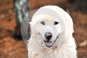 Large fluffy furry white Great Pyrenees Dog outside on a leash