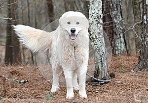 Large fluffy furry white Great Pyrenees Dog outside on a leash