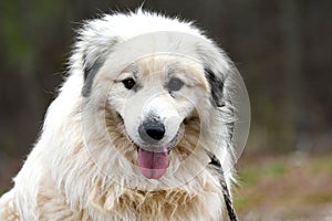 Large fluffy furry white Great Pyrenees Dog outside on a leash