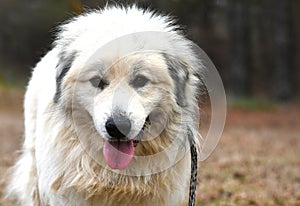 Large fluffy furry white Great Pyrenees Dog outside on a leash