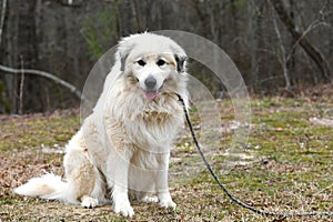 Large fluffy furry white Great Pyrenees Dog outside on a leash