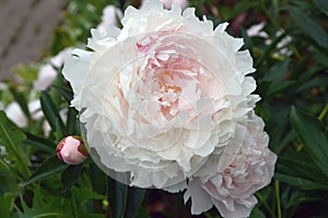 A large beautiful delicate peony flower with white pink petals against a green background. Summer spring flowers