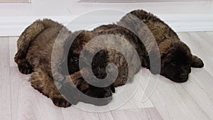 Large, fluffy puppies of the Leonberger breed, lying and sleeping on the floor in the studio