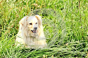 Large, fluffy, white dog in nature. Gorgeous cute puppy.