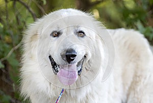 Large fluffy white long hair Great Pyrenees dog