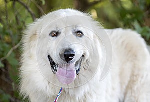Large fluffy white long hair Great Pyrenees dog photo