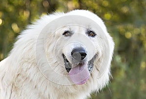 Large fluffy white long hair Great Pyrenees dog panting photo