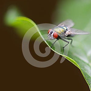 Large fly on green leaf