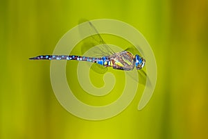 Large flying dragonfly photo