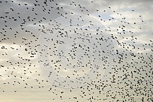 Large flying flack of blackbirds thrustle