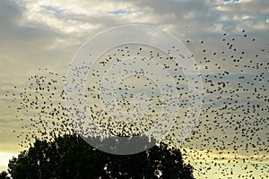 Large flying flack of blackbirds thrustle