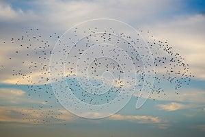 Large flying flack of blackbirds thrustle