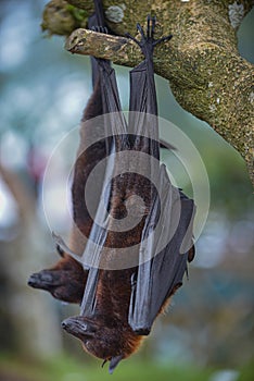 Fruit Bat Pteropus vampyrus or Large Flying Fox