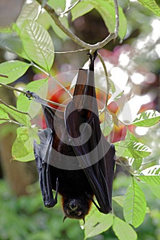 Large Flying Fox or fruit bat Pteropus vampyrus hanging in a tree at Bali