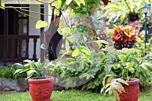 Large Flying Fox or fruit bat Pteropus vampyrus hanging in a tree at Bali