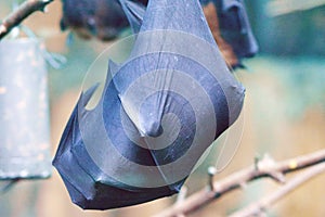 The large flying fox