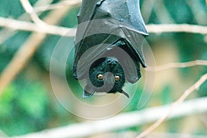 The large flying fox