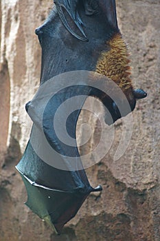 Large Flying Fox - Pteropus vampyrus