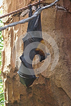 Large Flying Fox - Pteropus vampyrus