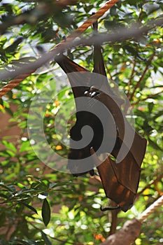 Large Flying Fox - Pteropus vampyrus