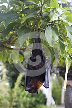 Large Flying Fox Pteropus vampyrus hanging in a tree at Bali Indonesia