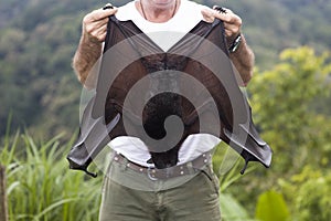 Large Flying Fox Pteropus vampyrus hanging in a tree at Bali Indonesia