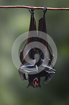 Large Flying Fox with open mouth