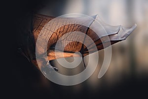 Large Flying Fox with open wings