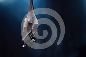 Large Flying Fox sleeping upside down