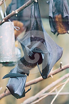 The large flying fox