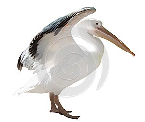Large pelican with open wings isolated on white