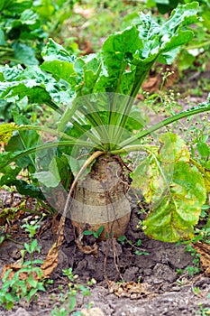 Der große Rübe Sie sind Reifung ländlich gemüse garten. bakteriell Krankheiten a Schädlinge aus gemüse ernten 