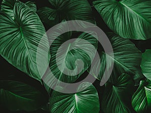 Large foliage of tropical leaves with dark green texture