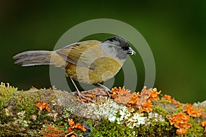 Large-footed Finch, Pezopetes capitalis sitting on the orange and green moss branch. Tropic bird in the nature habitat. Widlife in