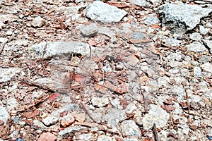 Large forest ant in nature reserve