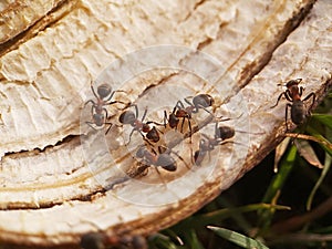 Large forest ants feed on a banana peel