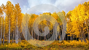 Large forest of yellow Aspen trees in a wide angle view