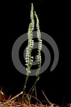 Large forms of Autumn Lady`s Tresses orchids over black - Spiranthes spiralis photo