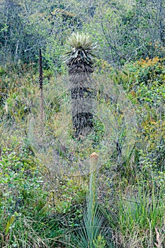 large frailejon of several years old, Espeletia killipii photo