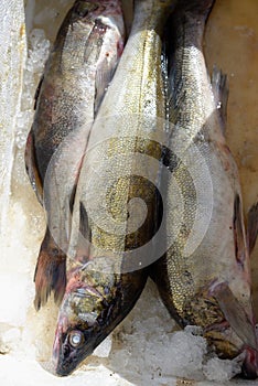 Large fresh frozen pike perch fish in ice