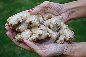 Large Fresh ginger root rhizome sprouting held in female hand