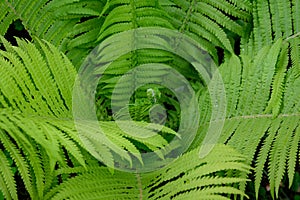 Large fresh green fern leaves in a forest in a summer day in Scotland, United Kingdom, beautiful green landscape and background of