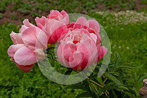 Large fresh pink peonies covered with dew drops