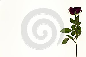 Large fresh red rose flower on white background.Background for greeting card with place for text