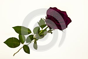 Large fresh red rose flower on white background.Background for greeting card with place for text