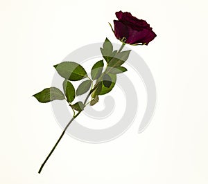 Large fresh red rose flower on white background.Background for greeting card with place for text