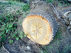 Large Freshly Cut Tree